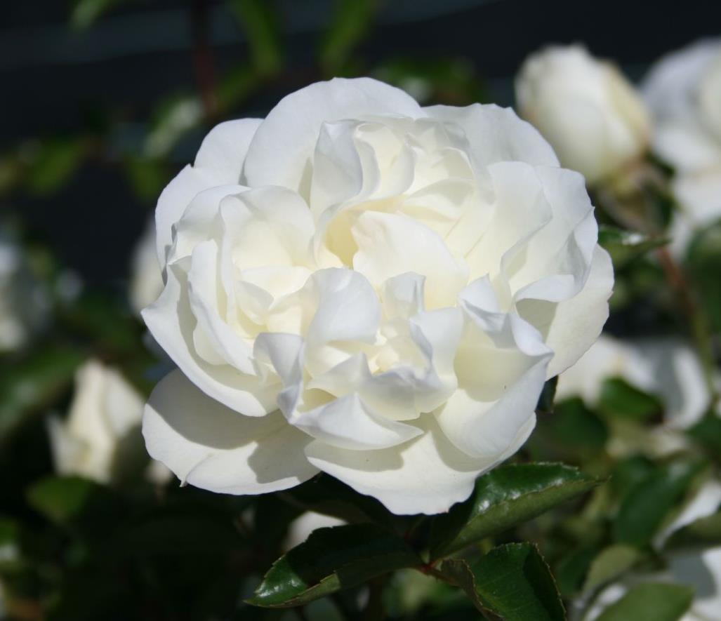 Роза Вайт Мейдиланд