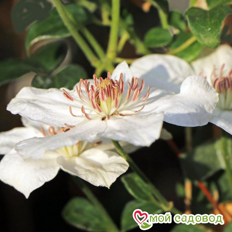 Клематис Дестини ЗКС