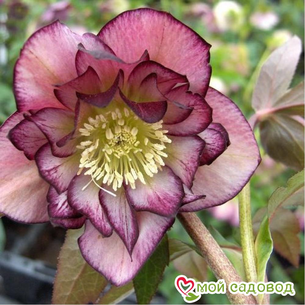 Морозник Дабл Элен Пикоти