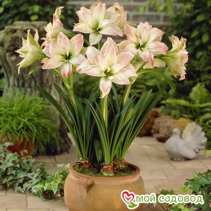 АМАРИЛЛИС МАХРОВЫЙ АФРОДИТА